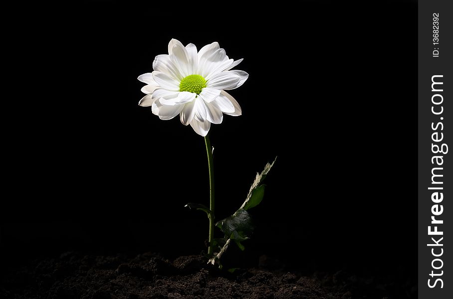 White Daisy Flower