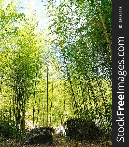A bamboo forest with some rocks