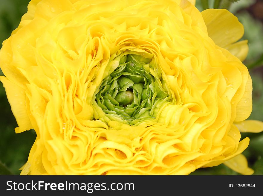 Close macro image of a yellow rose. Close macro image of a yellow rose