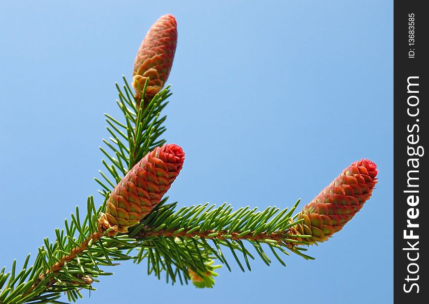 Fir branch with young cones isolated over blue. Fir branch with young cones isolated over blue