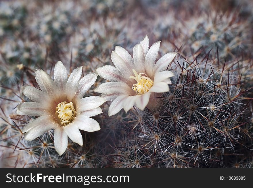 Two flowers of a cactus shined with a sunlight. Two flowers of a cactus shined with a sunlight