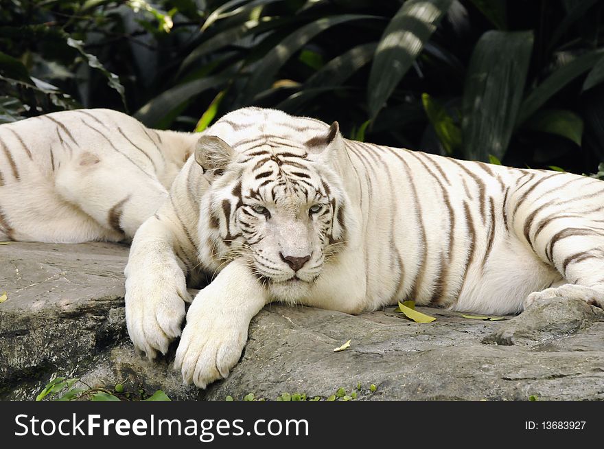 A couple of white tigers resting on their favourite rock. A couple of white tigers resting on their favourite rock