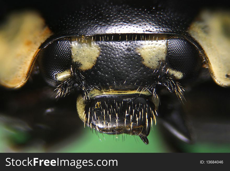 Micrograph of ladybird insect using compound microscope. Magnification 100X. Closely cropped images of lady bird body parts. Micrograph of ladybird insect using compound microscope. Magnification 100X. Closely cropped images of lady bird body parts.