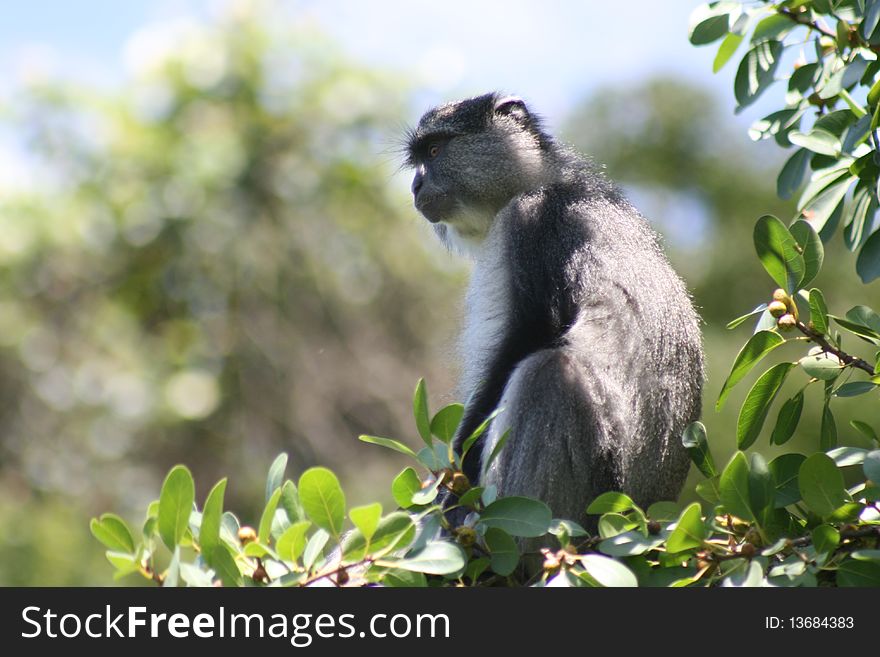 Samango monkey sitting in tree at Lajuma Mountain Retreat, Limpopo South Africa