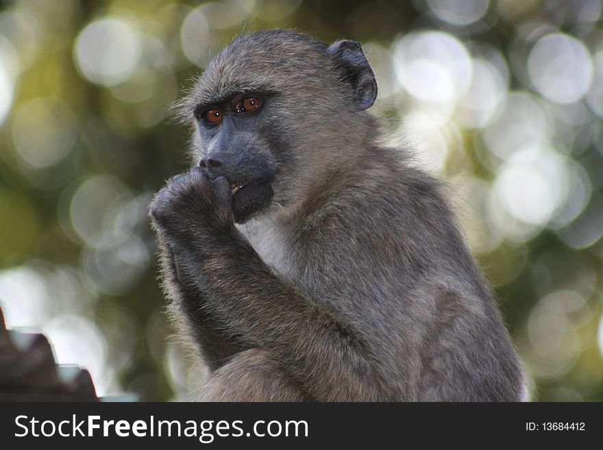 Baboon at Lajuma Mountain Retreat, south africa