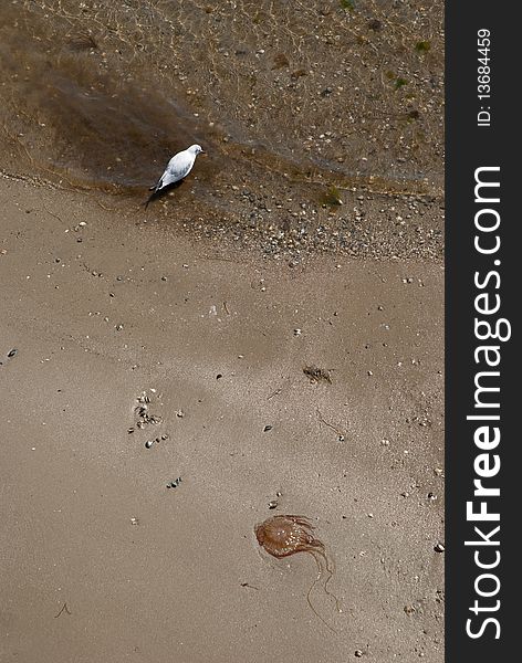 Jellyfish and the seagull by the sea of japan