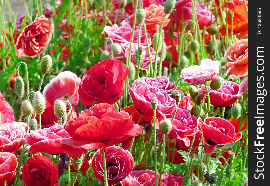 Red poppies on the green grass