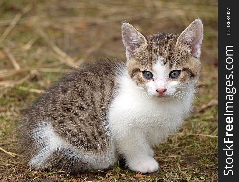 Blue-eyed little kitten on the grass