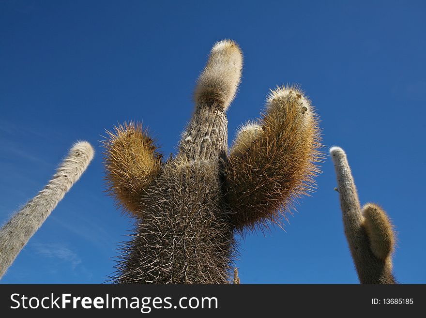 Cactus growing in Bolivian desert against deep blue sky. Cactus growing in Bolivian desert against deep blue sky