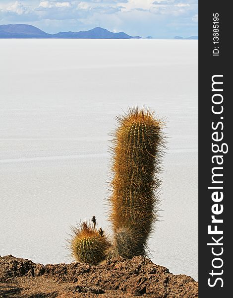 View of salt flats from Incahuasi Island in the middle of the famous Salar de Uyuni. View of salt flats from Incahuasi Island in the middle of the famous Salar de Uyuni