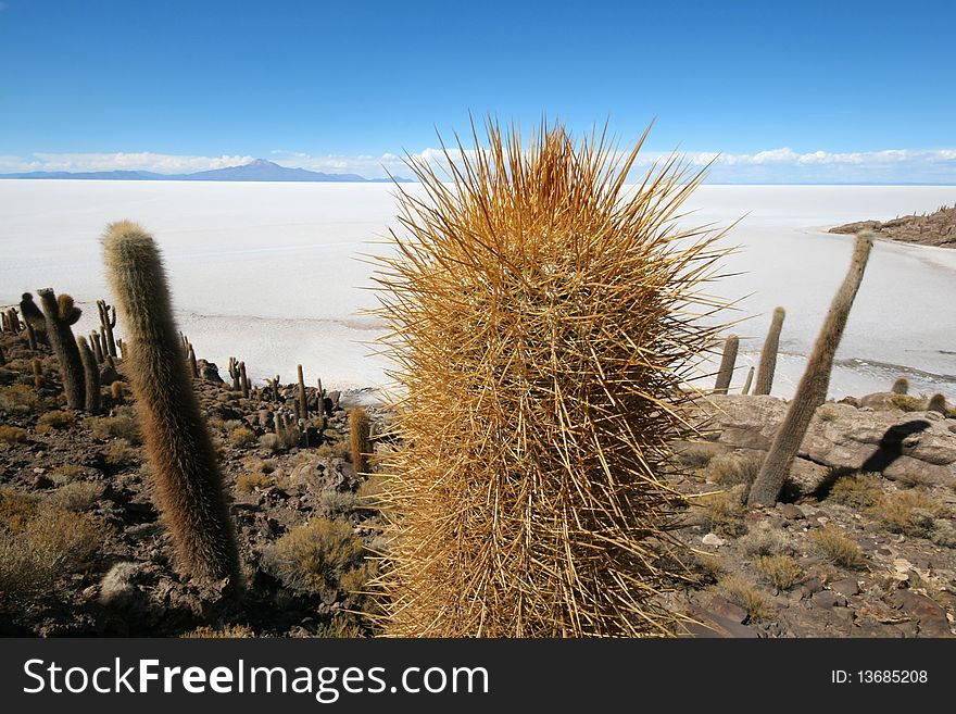 Incahuasi Island in middle of Uyuni Salt flats