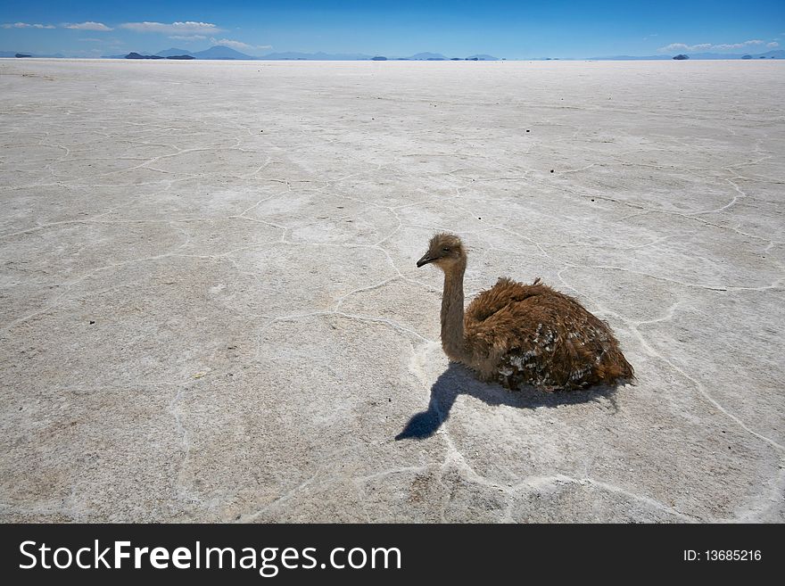 Rhea on salt flats in Bolivian Andes