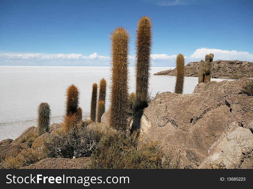 Incahuasi Island in middle of Uyuni Salt flats