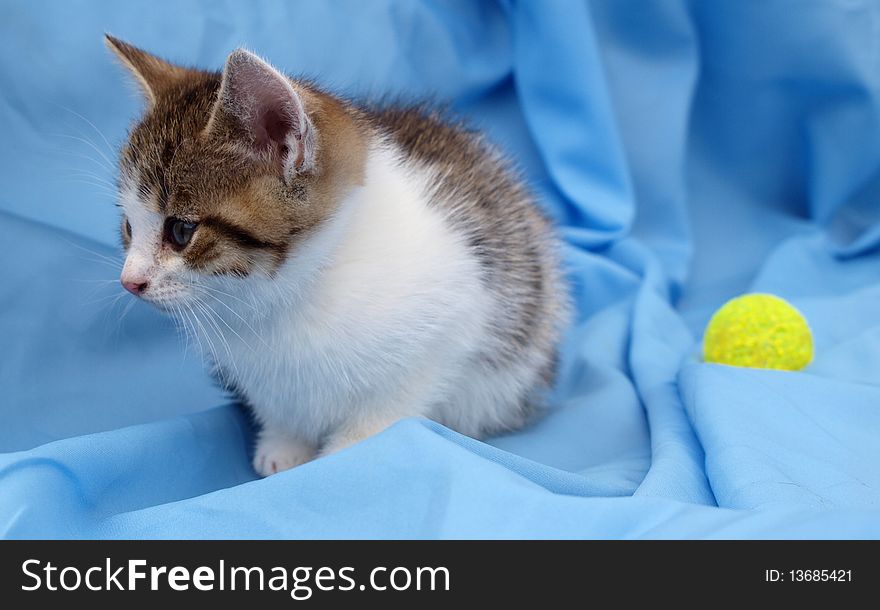 Little sad kitten with a toy