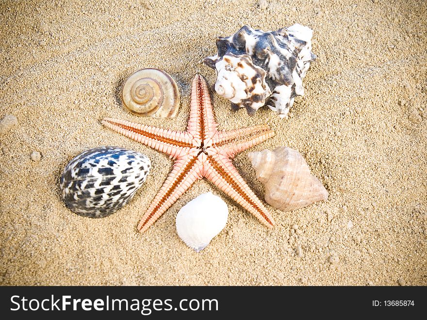 Starfish and seashells on sand