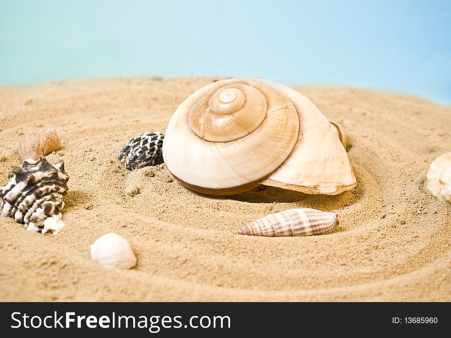 Many sea shells on sand. Many sea shells on sand