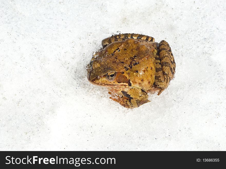 Toad has early woken up and sits on snow. Toad has early woken up and sits on snow