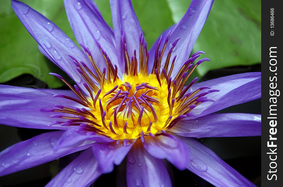 Violet water lily, green background, macro