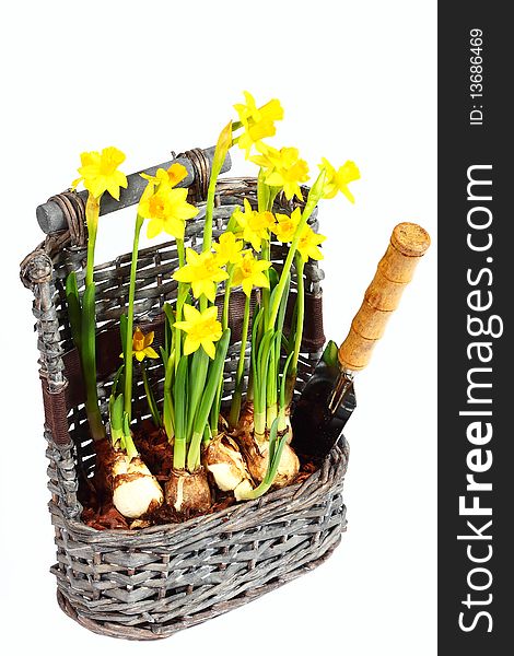 Yellow narcissuses in wattled basket over white background