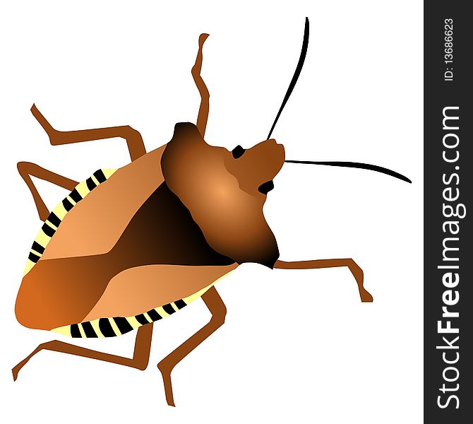 Vector illustration of forest bug