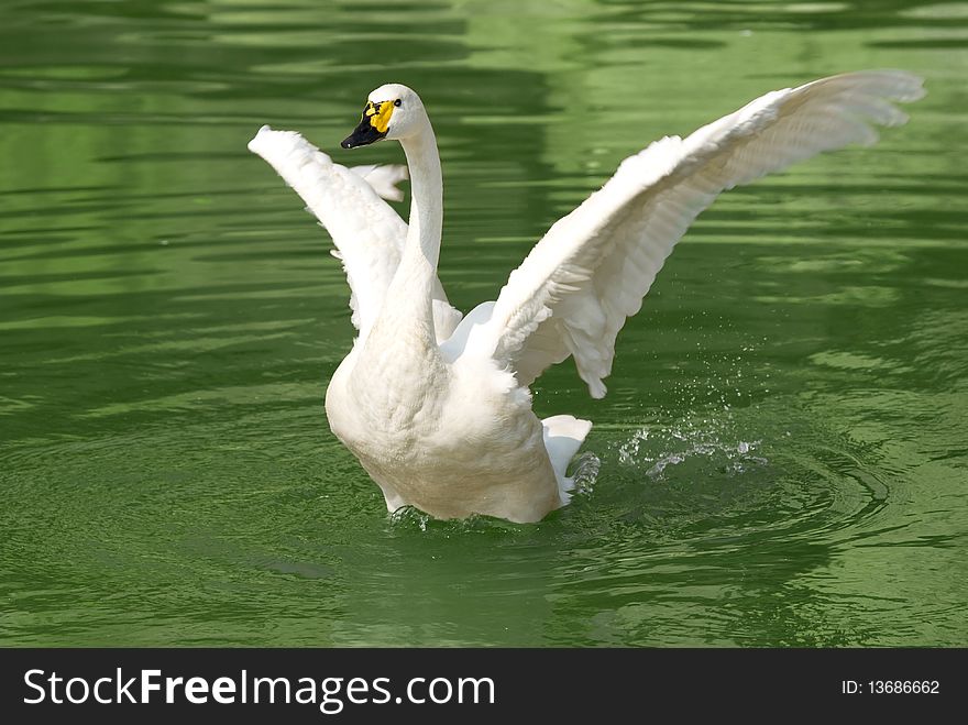 Swan in the center of the lake