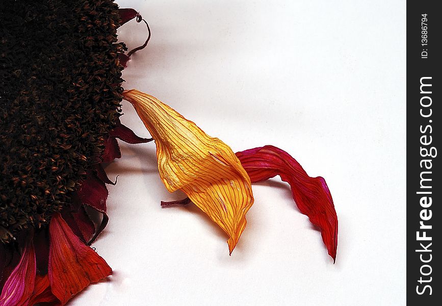 Closeup of a dried sunflower that has been dyed red