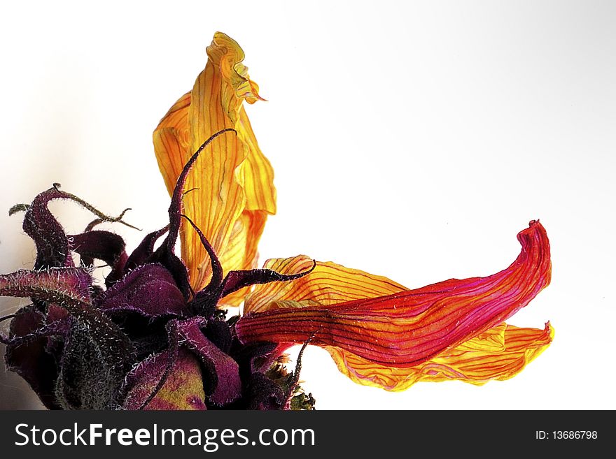 Closeup of a dried sunflower that has been dyed red