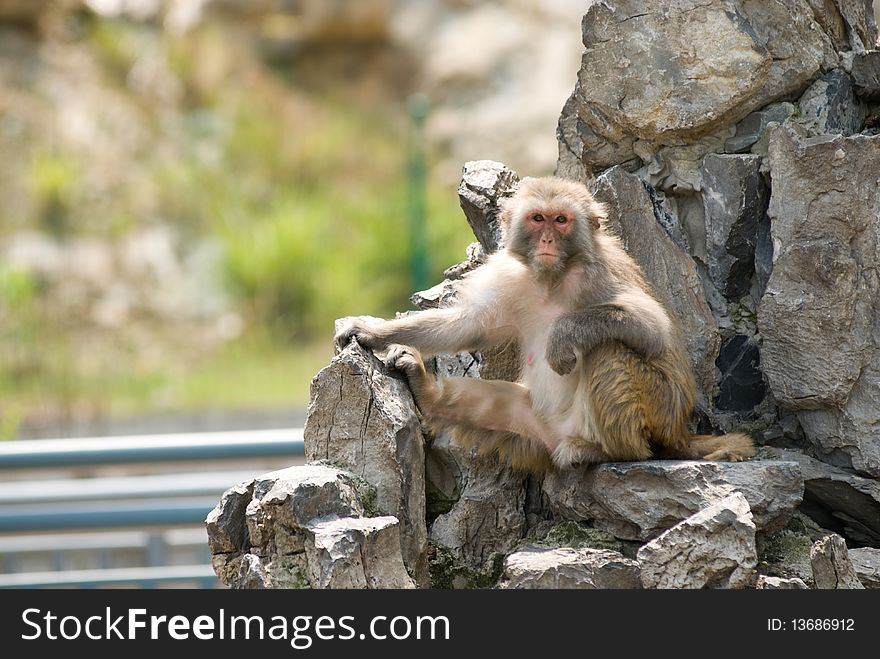 A monkey sitting in stone