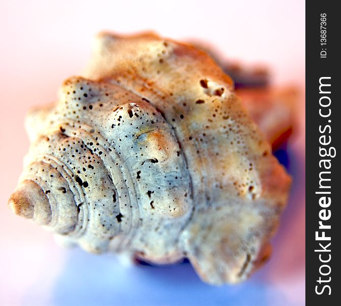 Close up of sea shells with colored lights - selective focus