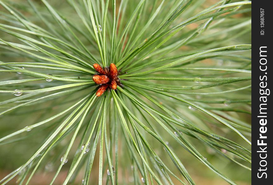 Rain after a long needle pine. Rain after a long needle pine.