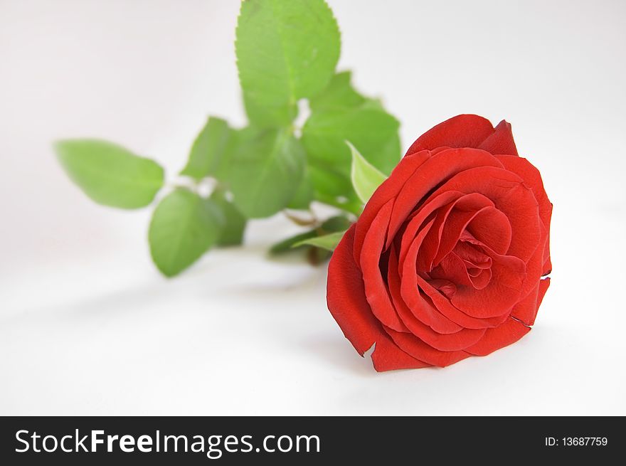 Rose conceptual image. Rose on white background.