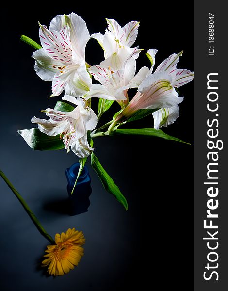 Freesia and gerbera on a black background