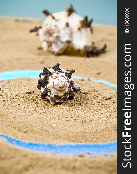 Two seashell on brown sand