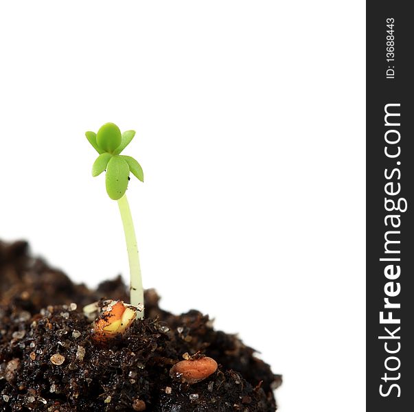 Cress sprout isolated