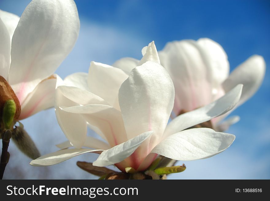 Macro photo of beautiful magnolia flower in springtime. Macro photo of beautiful magnolia flower in springtime