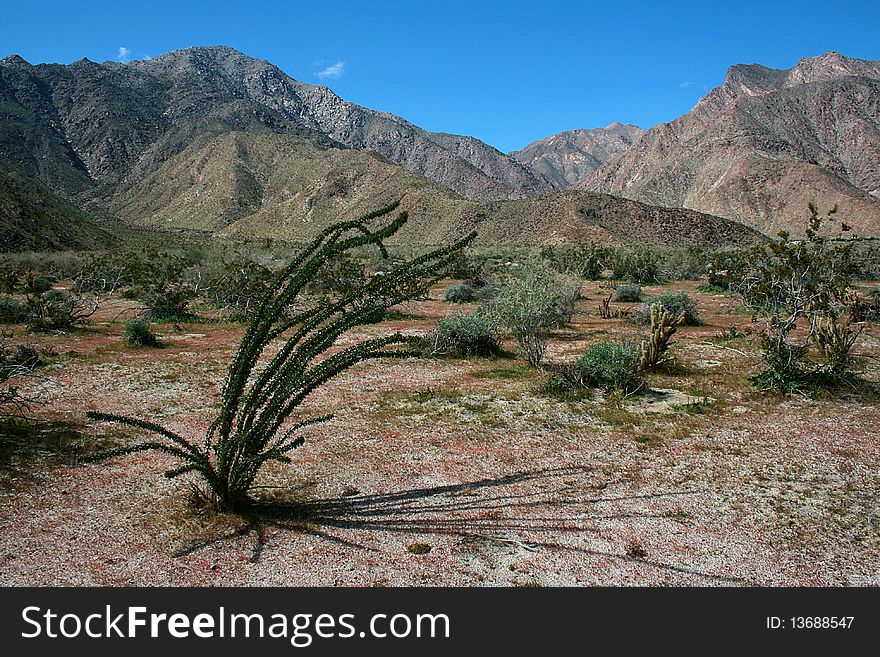 Cactus version in desert, on a mountain background.