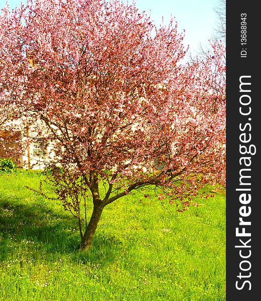 A beautiful pink tree in a green garden. A beautiful pink tree in a green garden