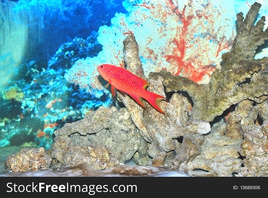 Fish  gramma loreto in aquarium with plants