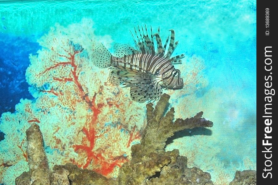 Fish pterois volitans in aquarium with plants