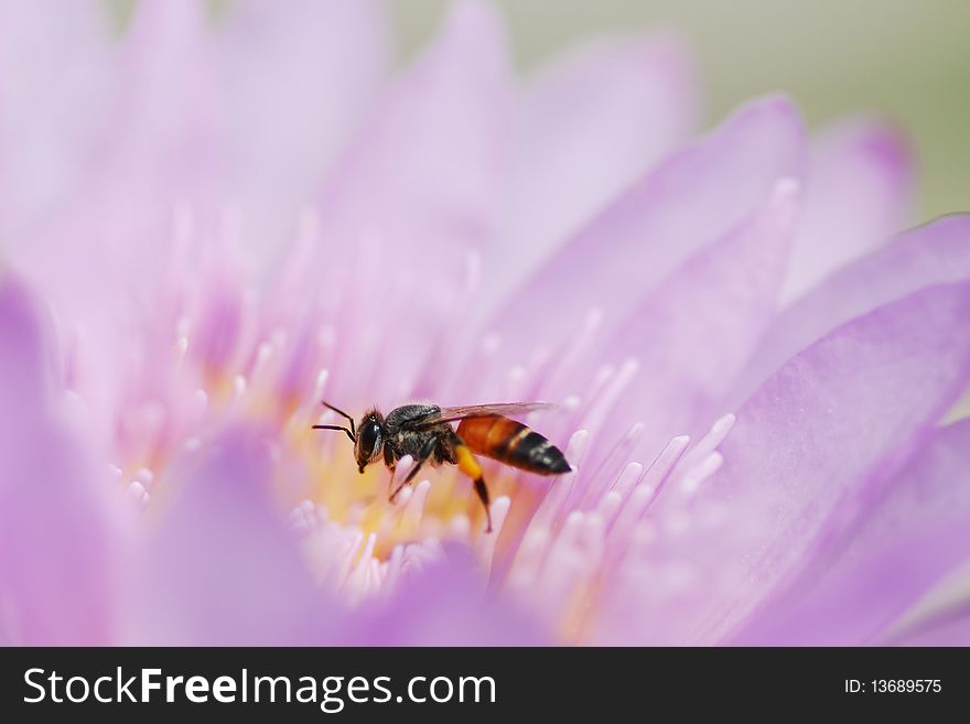 Bee on Purple lotus flower