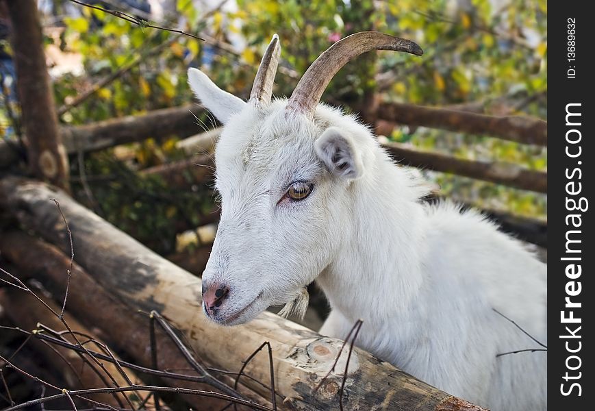 Rustic Goat