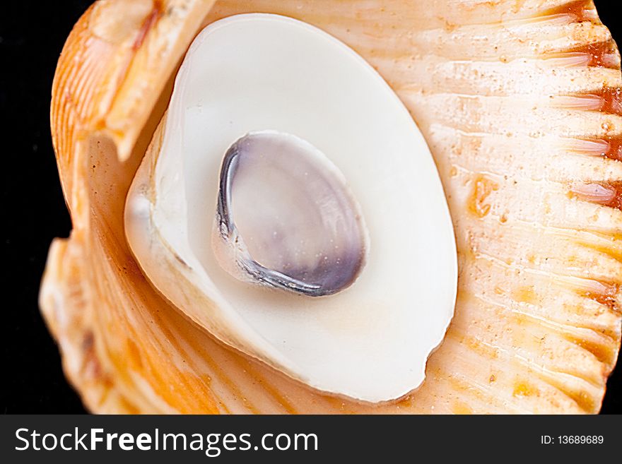 Three cockleshells on a black background