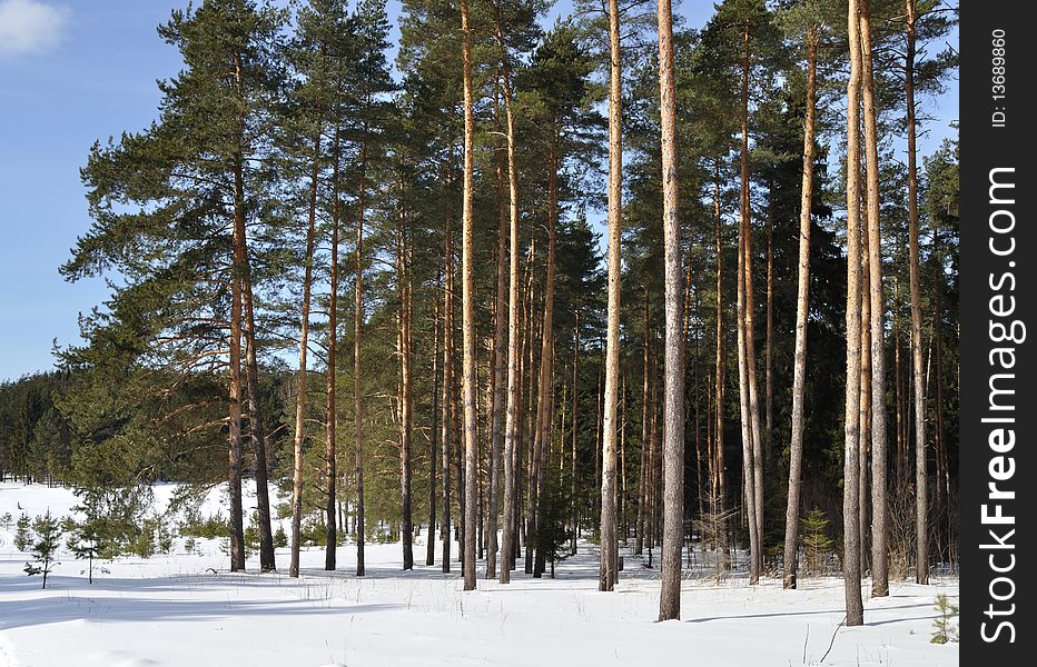 View of pine forest edge in winter time, Russia. View of pine forest edge in winter time, Russia