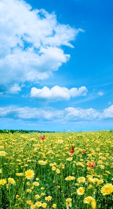 Yellow Field. Stock Photography Yellow Field. Stock Photography