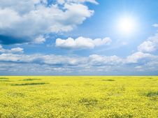 Yellow Field. Stock Photo Yellow Field. Stock Photo