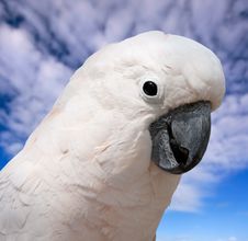 Cockatoo Stock Photo Cockatoo Stock Photo