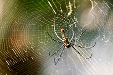 Spider Stock Photo Spider Stock Photo