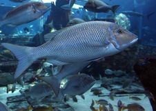 Big Fish Stock Images Big Fish Stock Images