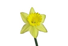 Daffodil 8 Royalty Free Stock Photography
