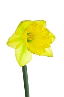 Daffodil Royalty Free Stock Image